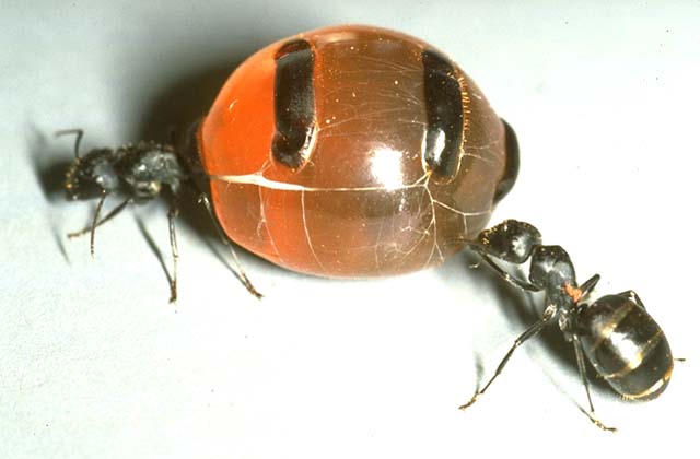 Camponotus inflatus